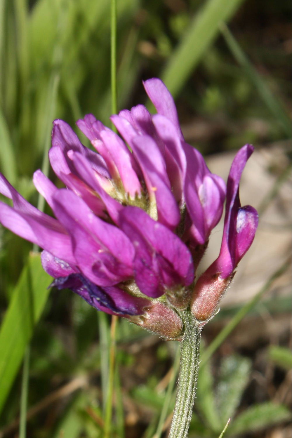 Astragalus onobrychis / Astragalo falsa lupinella